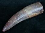 Monsterous Spinosaurus Tooth - Largest I've Had #10134-2